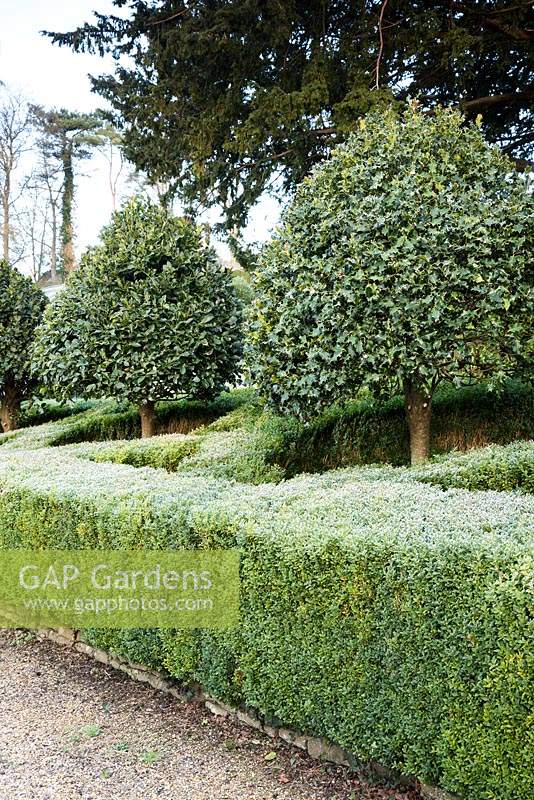 Clipped Ilex - Hollies stand in a lattice work of box hedging in the front garden at the Old Rectory, Netherbury, UK. 