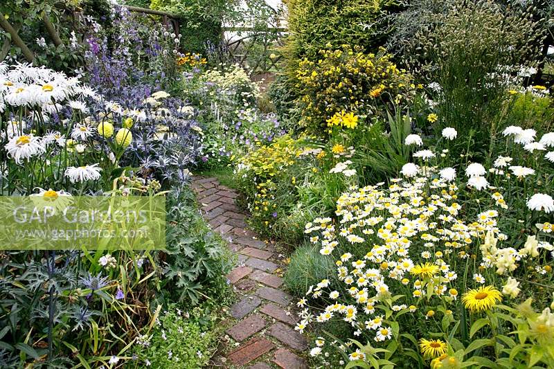 Narrow brick path winds between two borders of contrasting yellow and blue  flowers  