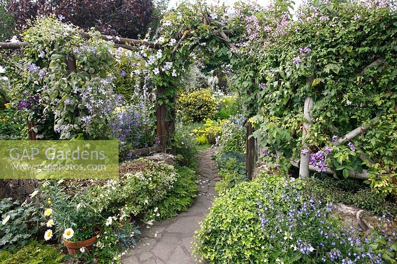 Cottage garden full of flowers, view through arch with Clematis flowers with trellis on either side