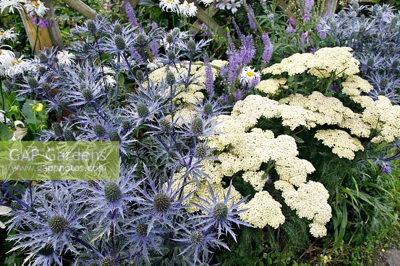 Eryngium contrasting with Achillea - Sea Holly and Yarrow 