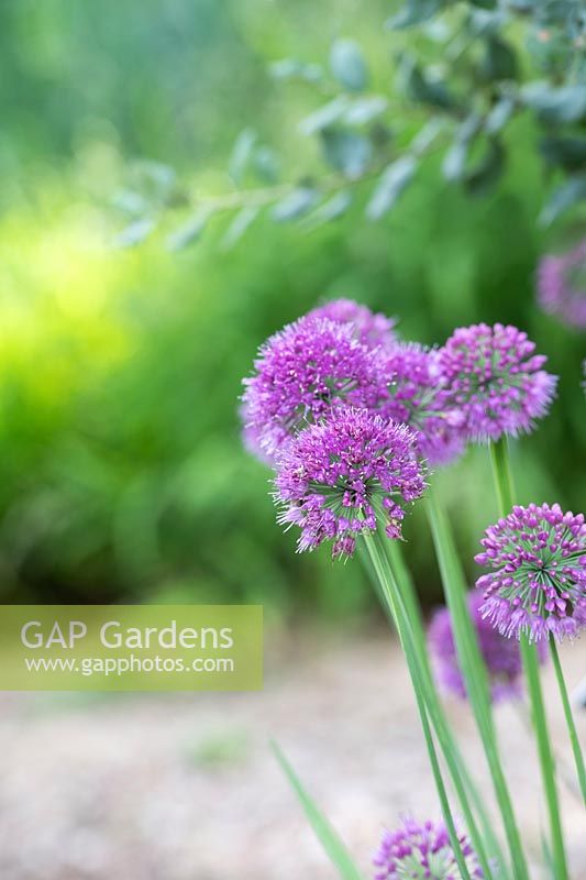 Allium 'Lavender Bubbles'- Ornamental Onion