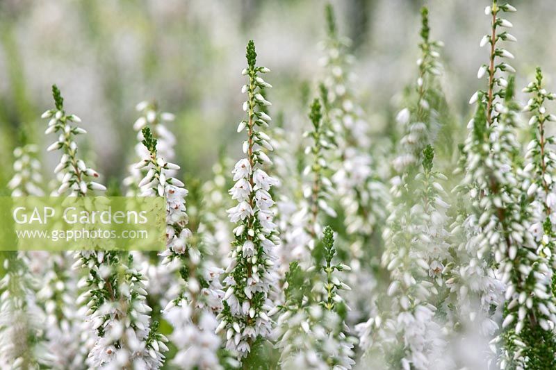 Calluna vulgaris 'Spring Cream' - Heather 'Spring Cream'