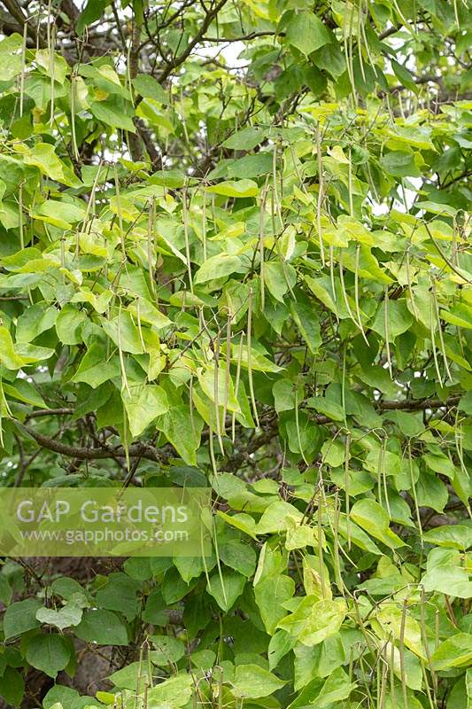 Catalpa bignonioides - Indian Bean Tree - with seed pods