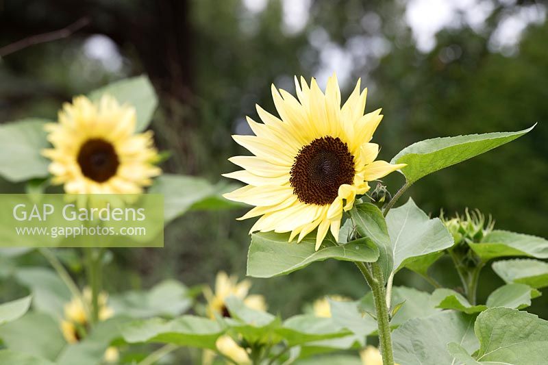 Helianthus annuus 'Buttercream' - Sunflower 
