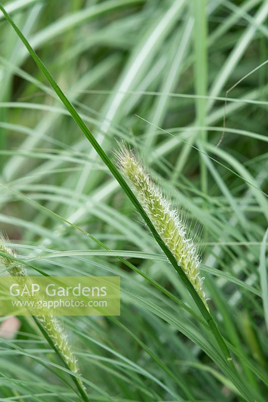 Pennisetum alopecuroides 'Cassian's Choice' - Chinese fountain grass 'Cassian's Choice' 