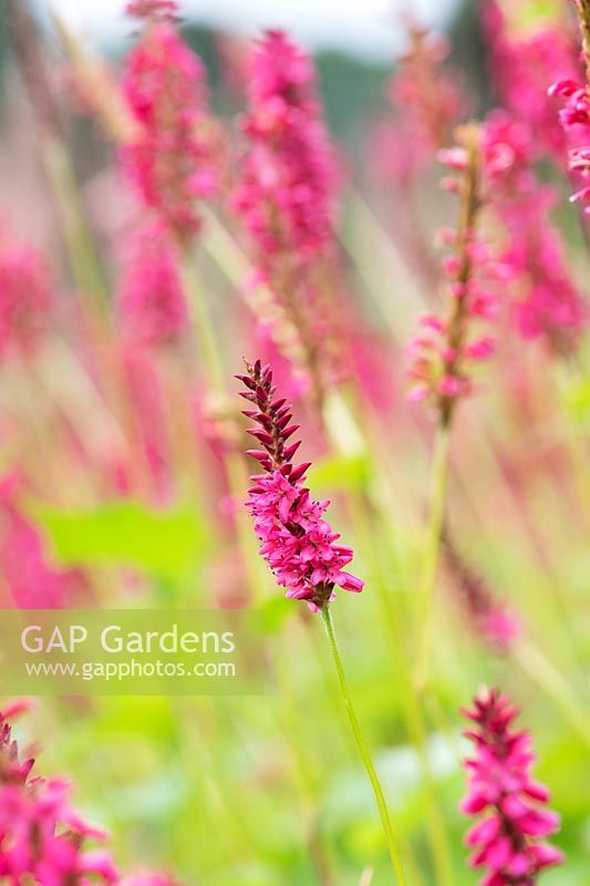 Persicaria amplexicaulis 'Clent Charm' - Red Bisort 'Clent Charm'