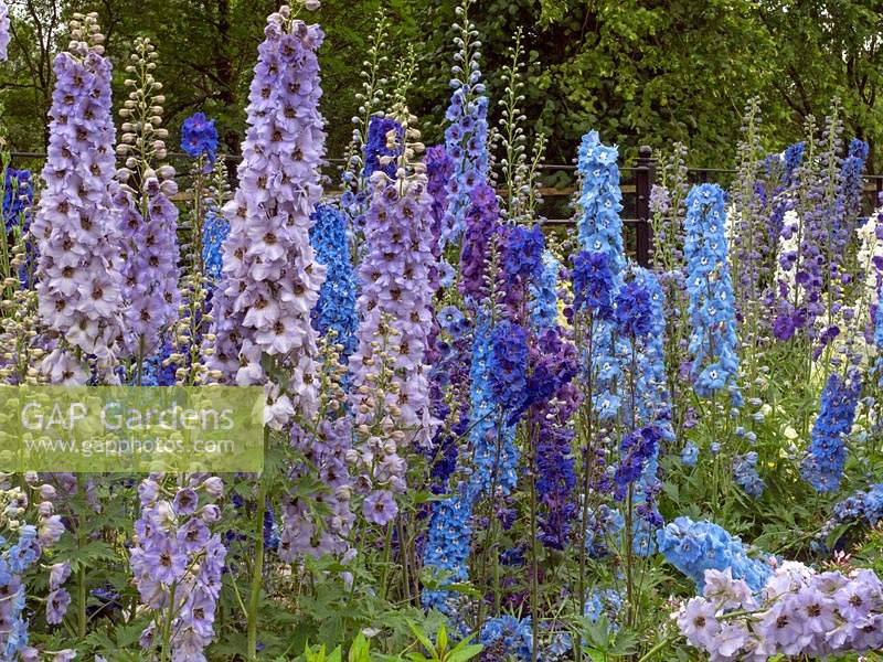 Delphiniums in border at Dumfries House Scotland