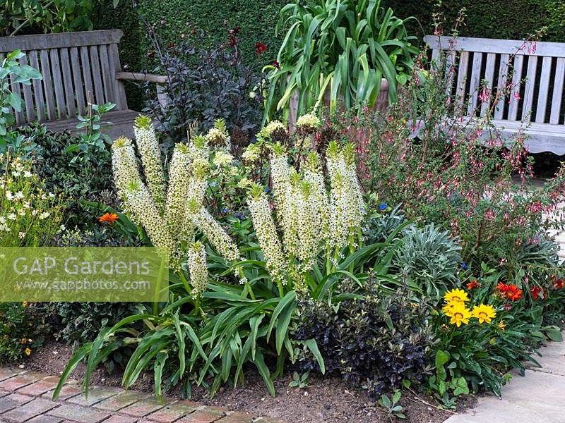 Bed with Eucomis comosa 'Cornwood' - Pineapple Lily - and other plants with wooden benches behind