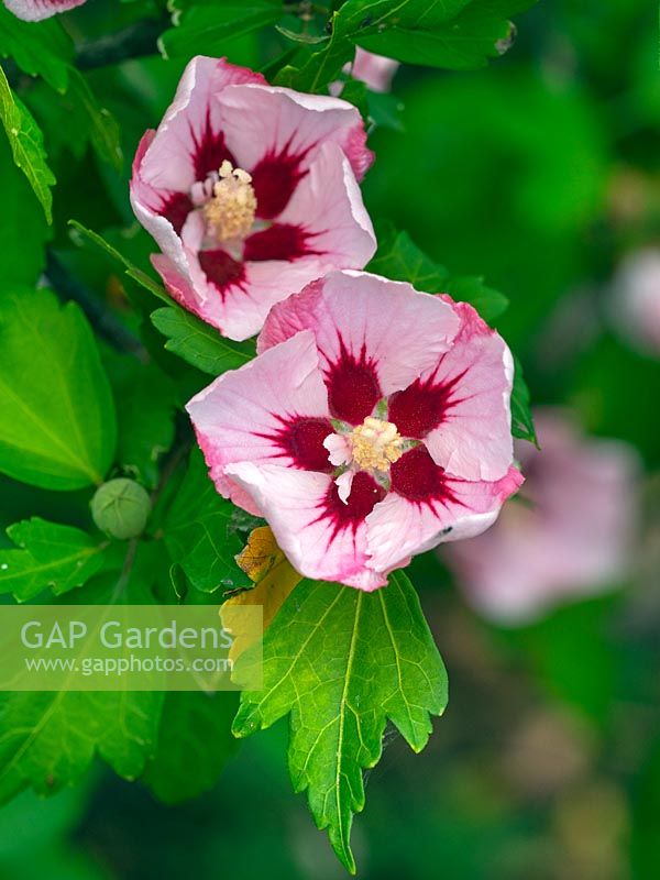 Hibiscus sinosyriacus 'Lilac Queen' - Rose of Sharon 'Lilac Queen'