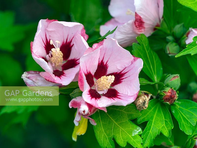 Hibiscus sinosyriacus 'Lilac Queen'