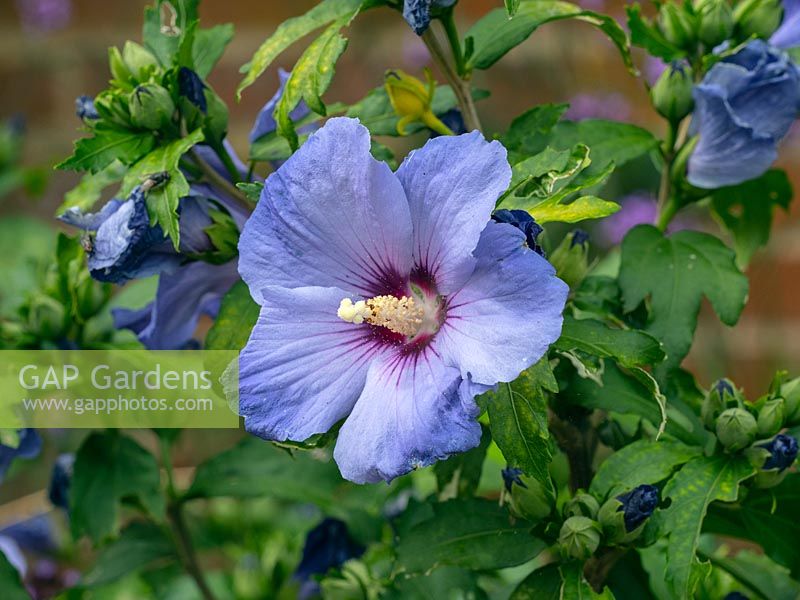 Hibiscus 'Bluebird' in flower 