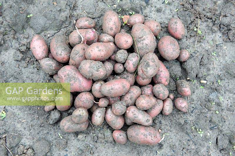 Lifted potato harvest - Solanum tuberosum 'Lily Rose'