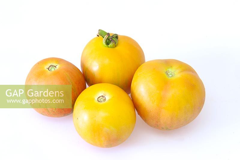 Solanum lycopersicum 'Tigerella' - Tomatoes
