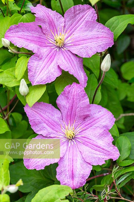 Clematis - Large flowered Clematis 