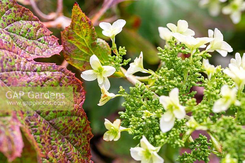 Hydrangea quercifolia - Oak-leaved Hydrangea 