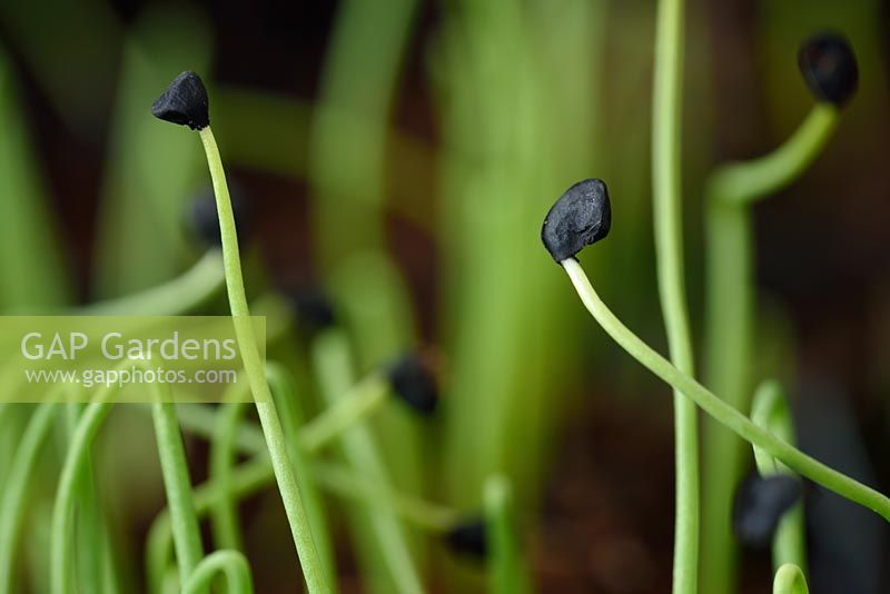 Allium cepa 'De Barletta'  - Onion seedlings with seed coat still attached  