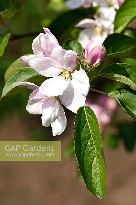 Malus domestica 'Elstar'  -  Apple blossom 'Elstar'