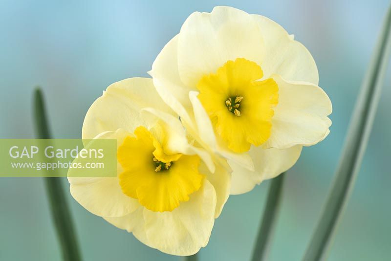 Narcissus 'Little Sentry' - Daffodil 'Little Sentry'