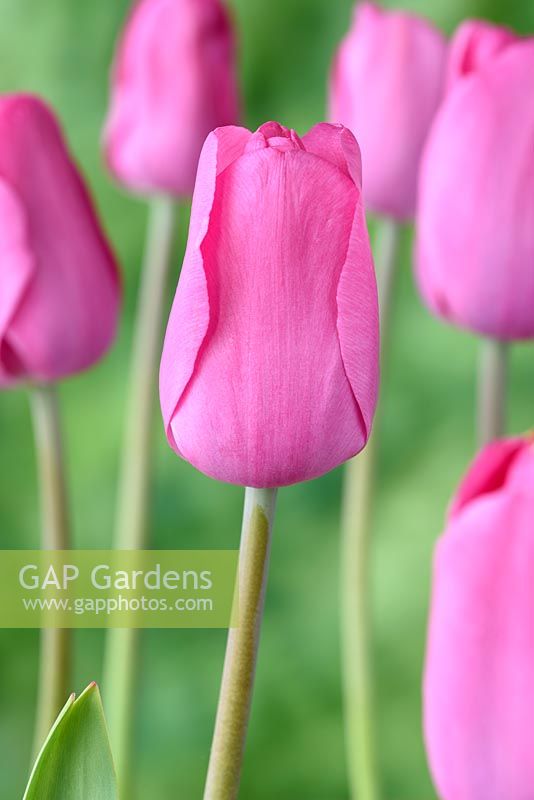 Tulipa 'Pink Flag' - Tulip 'Pink Flag' 
