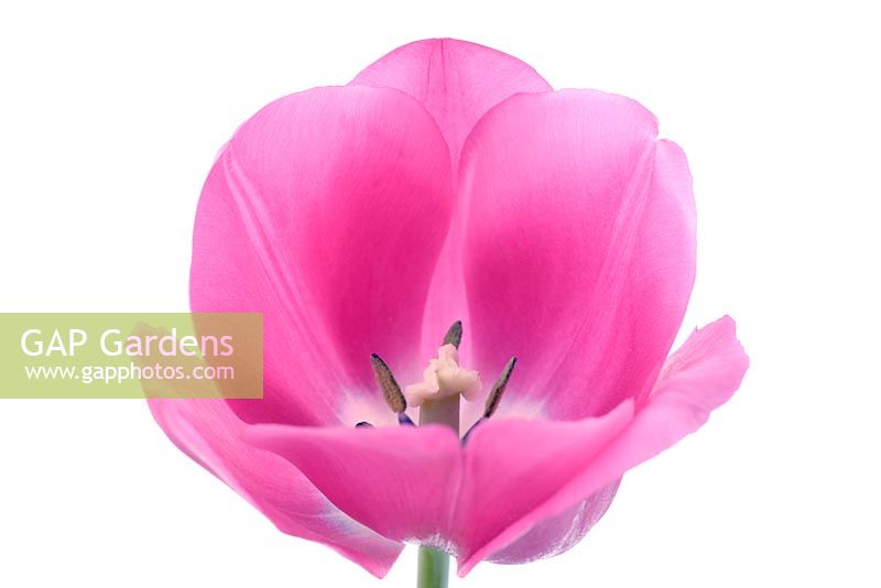 Tulipa 'Pink Flag' - Tulip 'Pink Flag'
