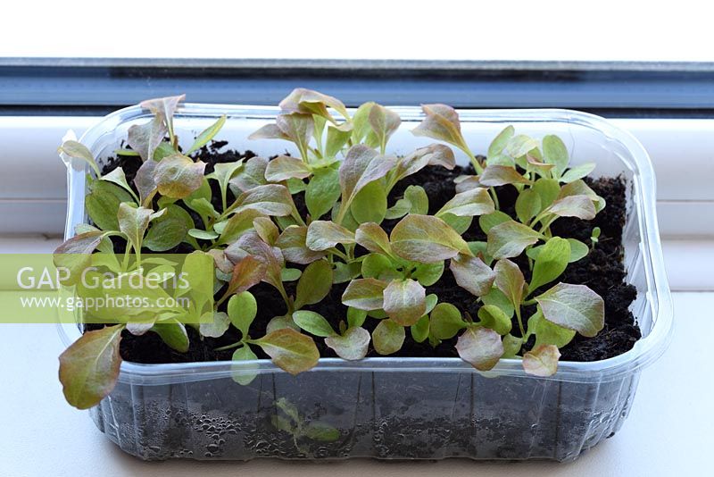 Lactuca sativa 'Red Salad Bowl' - Loose leaf lettuce growing in plastic container on windowsill for cut and come again salad leaves. 