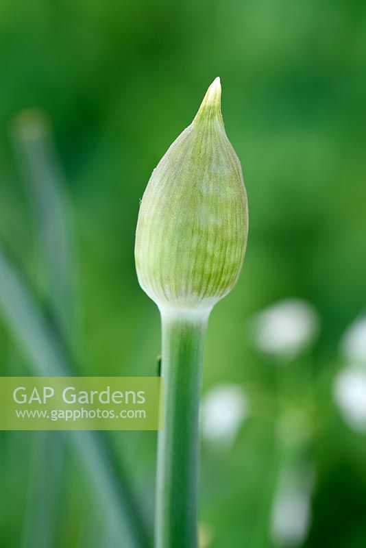 Allium 'Powder Puff'  -  Ornamental onion 'Powder Puff' flower bud 