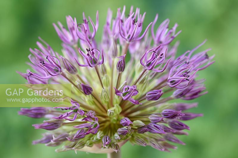 Allium 'Powder Puff' - Ornamental onion 'Powder Puff' flower 