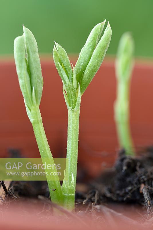 Lathyrus odoratus - Sweet pea seedlings growing in a pot  