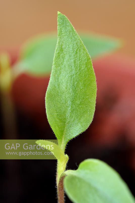 Capsicum baccatum 'Havana Gold' - Chilli Seedling  