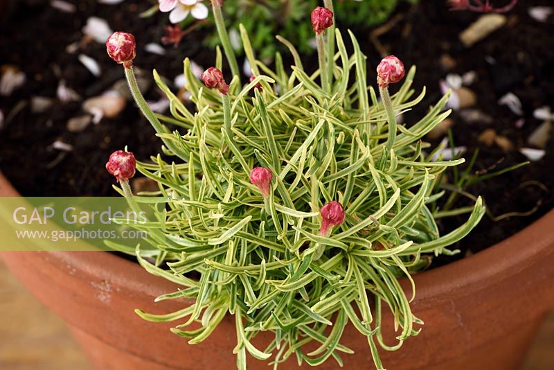 Armeria maritima 'Nifty Thrifty' - Variegated Sea thrift flowers in bud