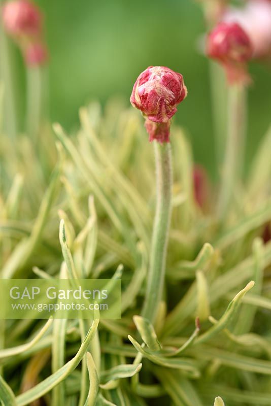 Armeria maritima 'Nifty Thrifty' - Variegated Sea thrift flowers in bud