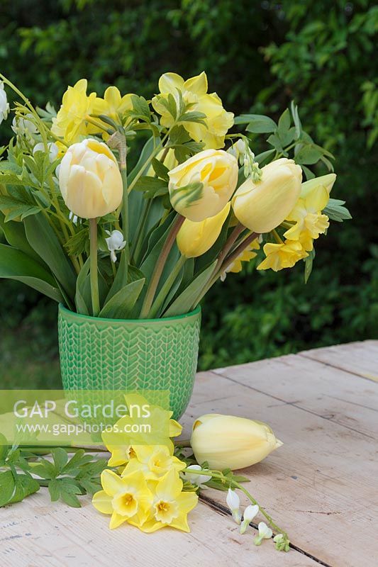 Spring arrangement in green glazed pot with Dicentra spectabilis 'Alba', yellow Tulips and Narcissus