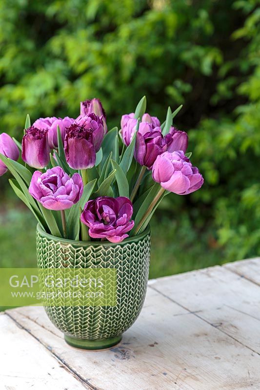 Spring arrangement in green glazed pot with mixed pink and purple Tulips