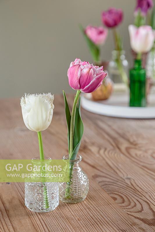 Spring floral display with single Tulips in glass vases on white tray