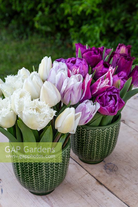 Spring floral arrangement in two glazed pots with Tulipa - Tulips ranging from white to dark pink