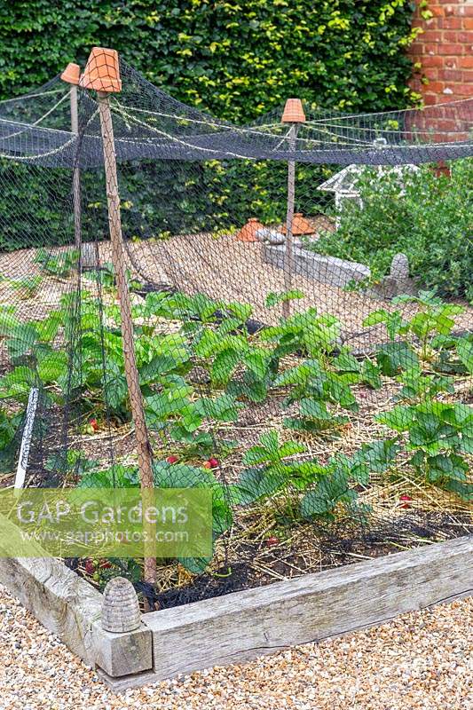Netting over Strawberry bed - hazel sticks with terracotta pots and netting to prevent birds from eating the ripening fruit