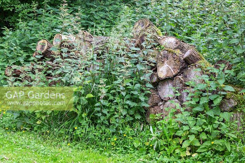 Pile of sawn wood with stinging nettles - ideal wildlife habitat