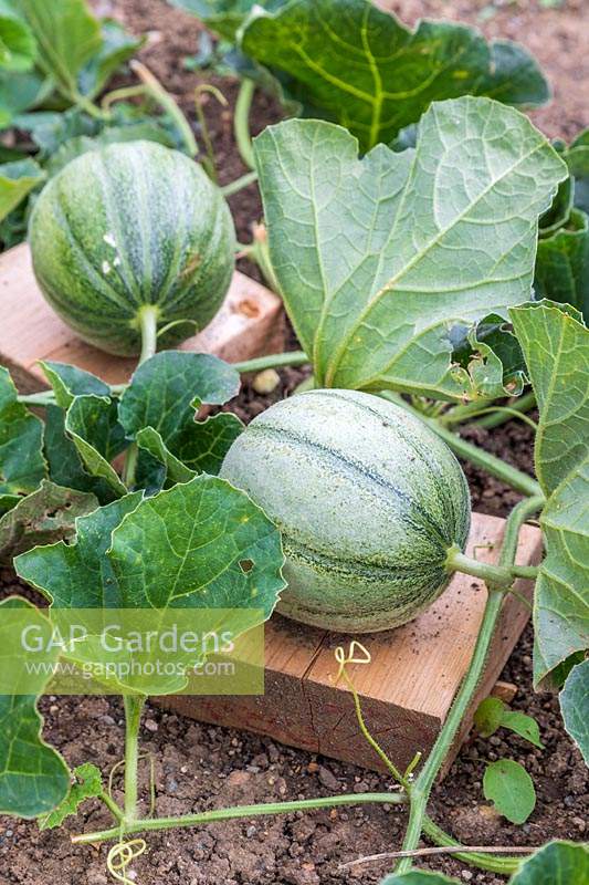Cucumis melo var. cantalupensis - Developing Melon 'Irina' developing on a piece of wood to avoid contact with soil and potential damage. 