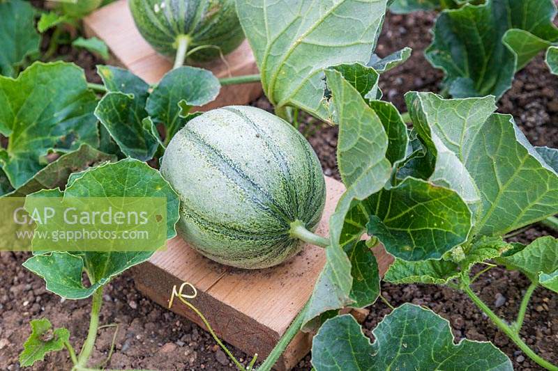 Developing Melon 'Irina' on a piece of wood to avoid contact with soil and potential damage
