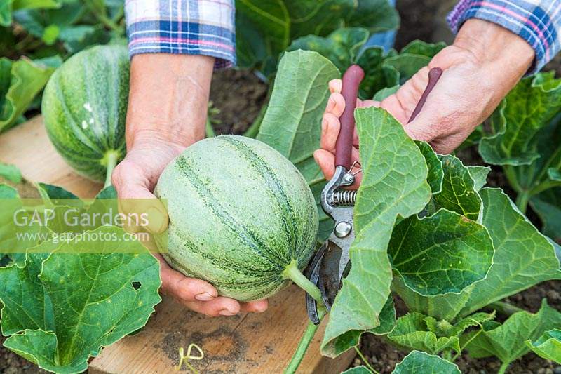 Woman harvesting Melon 'Irina' using secateurs to cut the stem