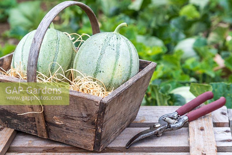 Harvested Melon 'Irina' in wooden trug