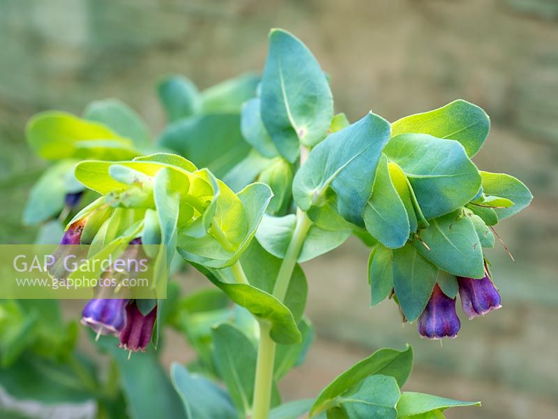 Cerinthe major purpurescens - Honeywort - Pride of Gibralter