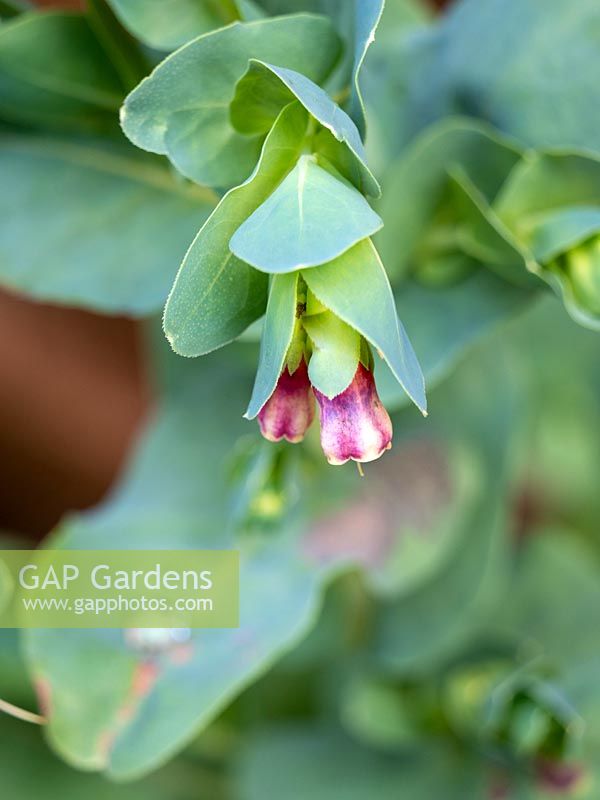 Cerinthe major purpurescens - Honeywort - Pride of Gibralter