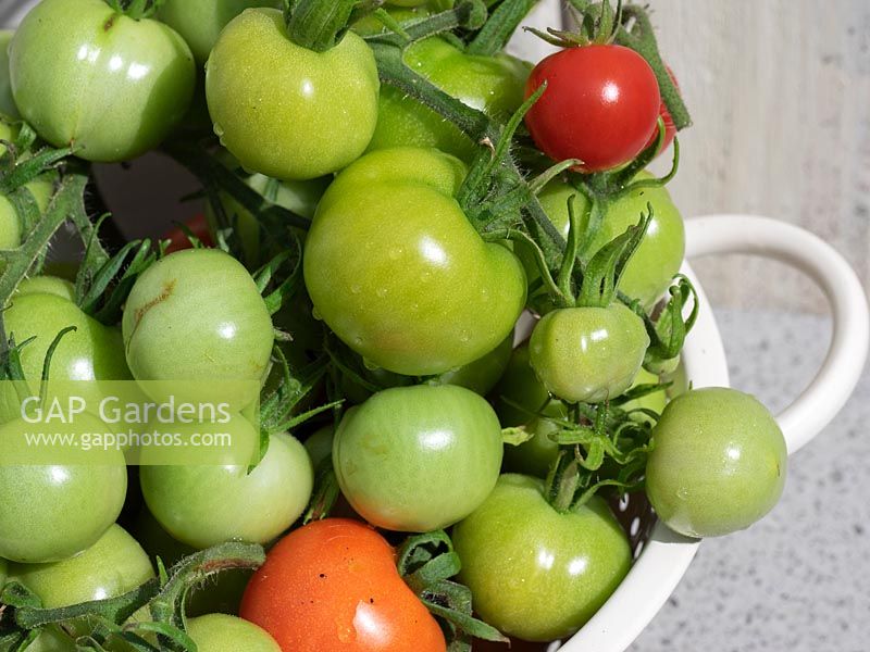 Harvested tomatoes for Green Tomato Chutney - Harvest all tomatoes from plants at end of season.
