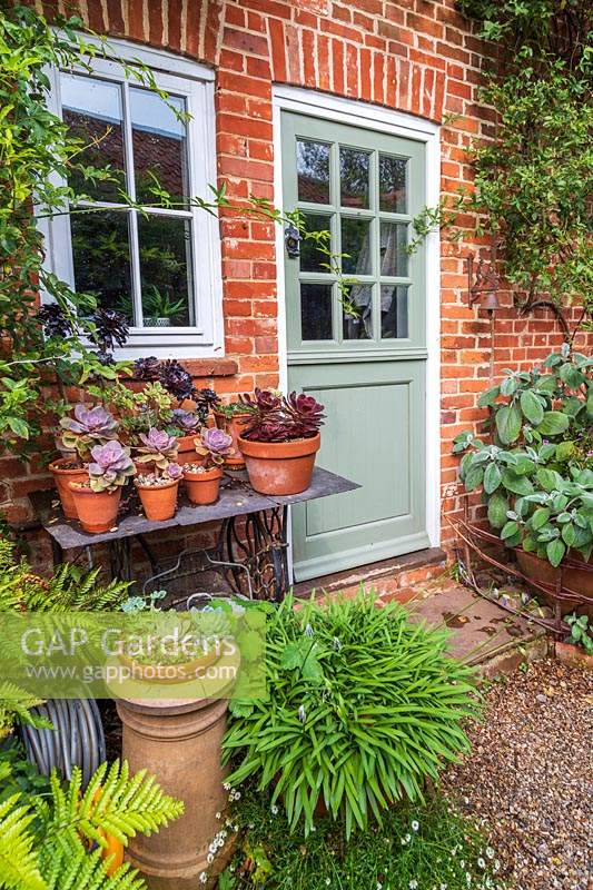 Display of succulents by back door of country cottage