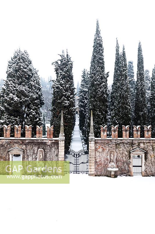 Ornate wall and ironwork gate and avenue of Cupressus - Cypress - trees 
