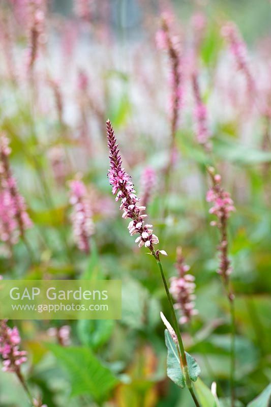 Persicaria amplexicaulis 'Early pink lady'