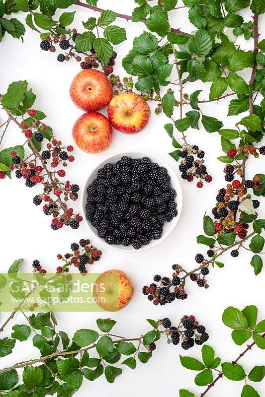 Rubus fruticosus - Bowl of foraged blackberries and apples with bramble leaves on a white background