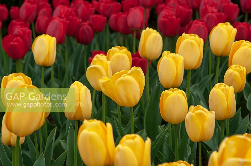 Tulipa 'Golden Parade' 