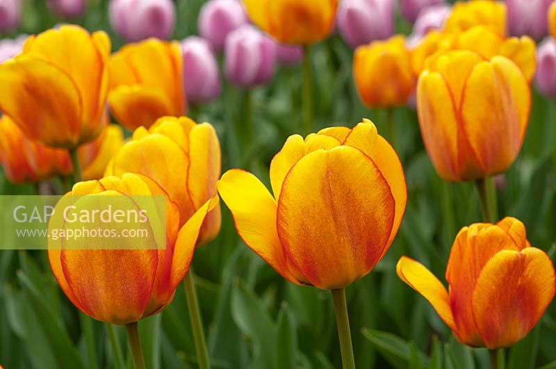 Tulipa 'Blushing Apeldoorn' 